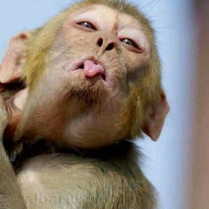 Meet your Posher, K-tee